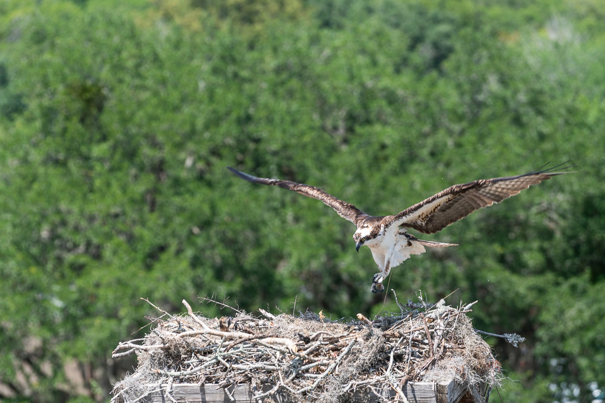 Osprey 2500px-7.JPG