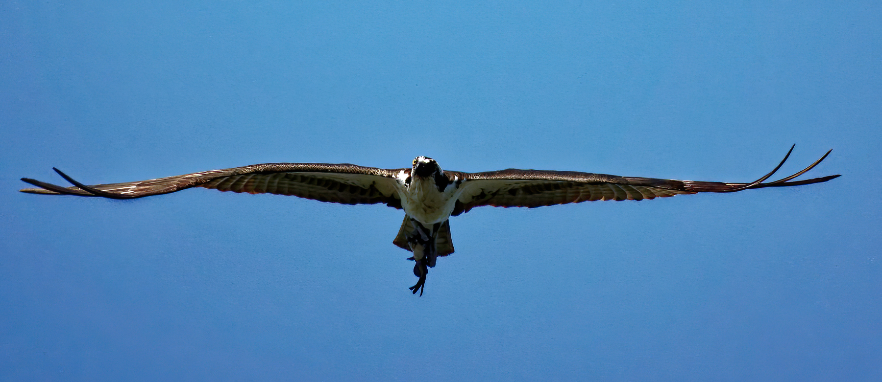 Osprey at the Lake!.jpg