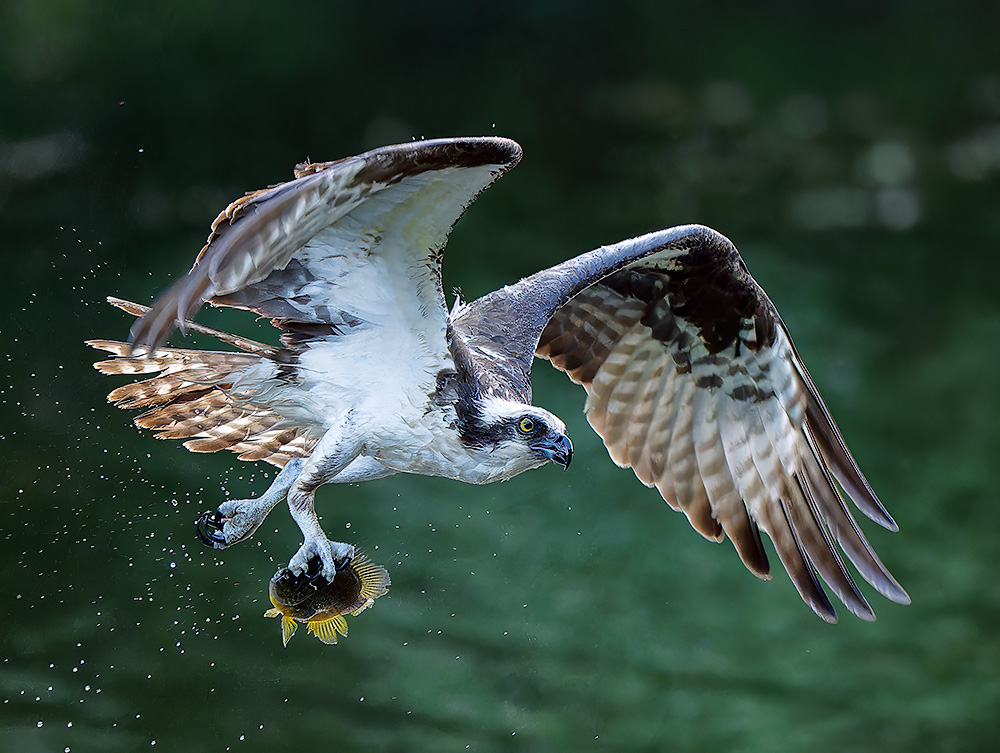 Osprey_0800_1000p.jpg