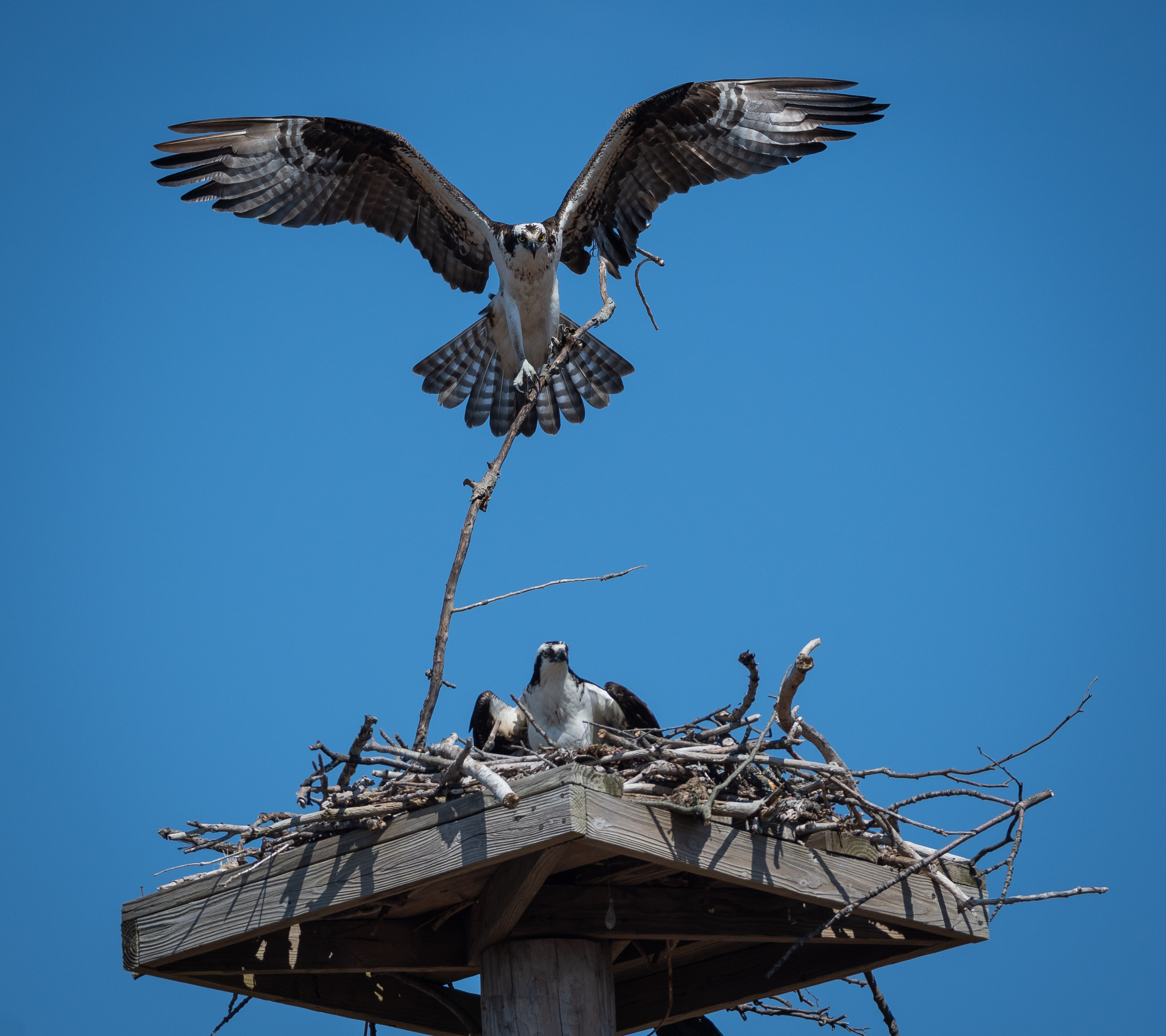 osprey_4-6-2019-5.jpg