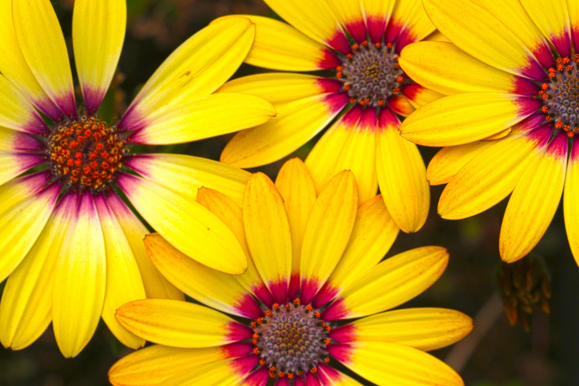 Osteospermum African Daisies.jpg