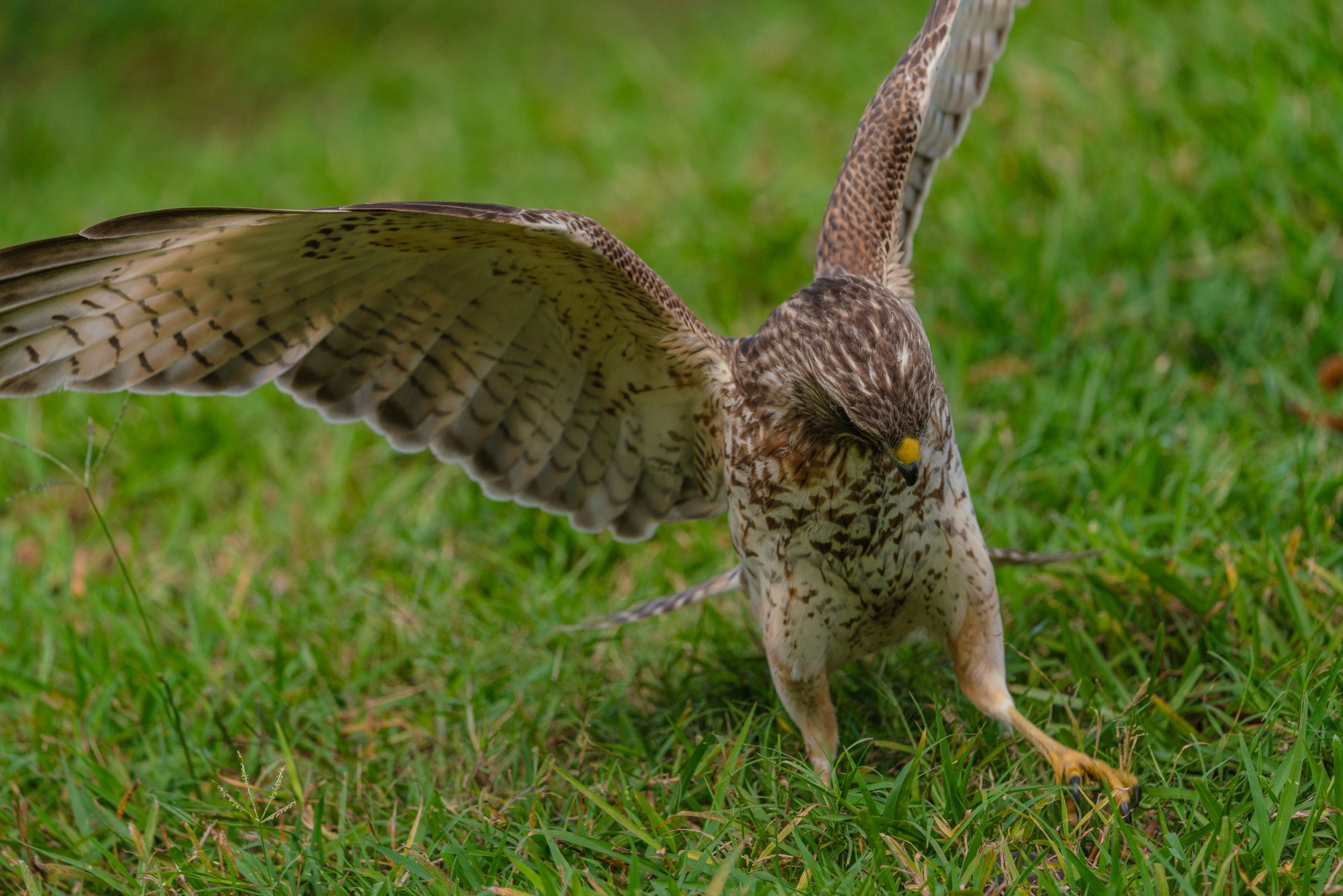 Owl and Hawk - 2500px-5.jpg