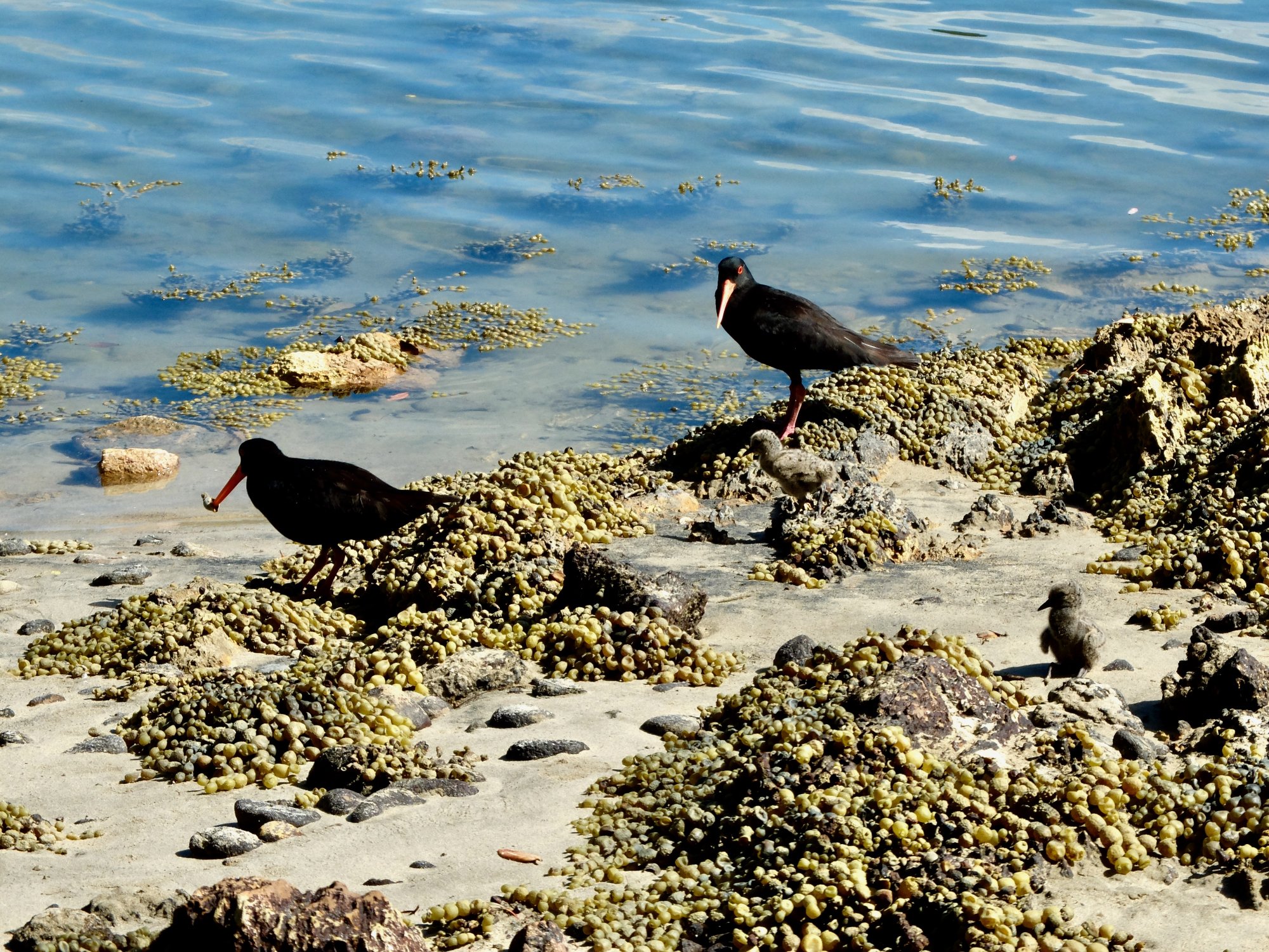 Oyster Catchers - 1.jpeg