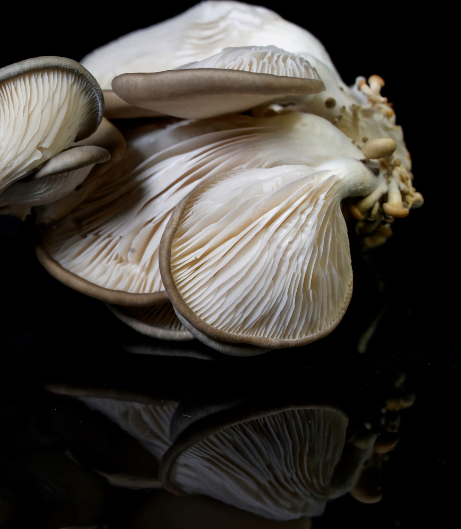 Oyster Mushrooms 2.jpeg