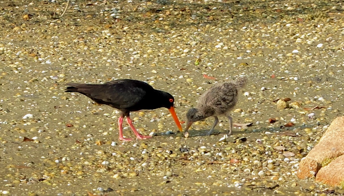 Oystercatcher feeding its chick.jpg