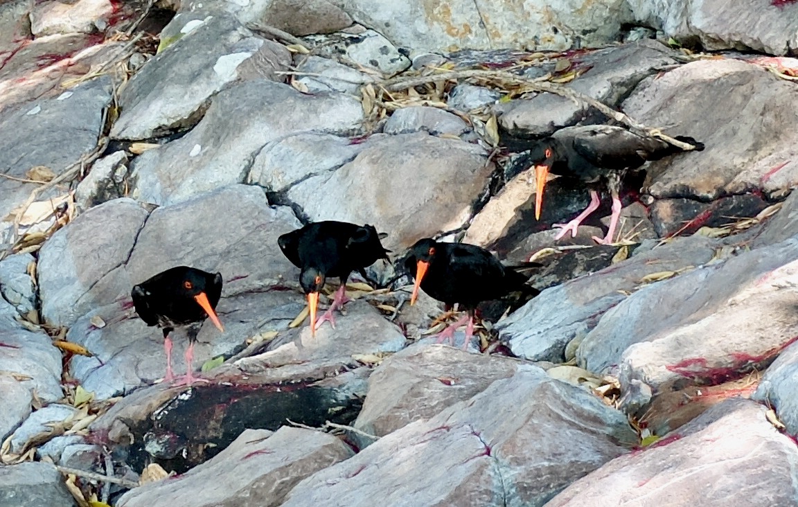 Oystercatcher mating dance.jpeg