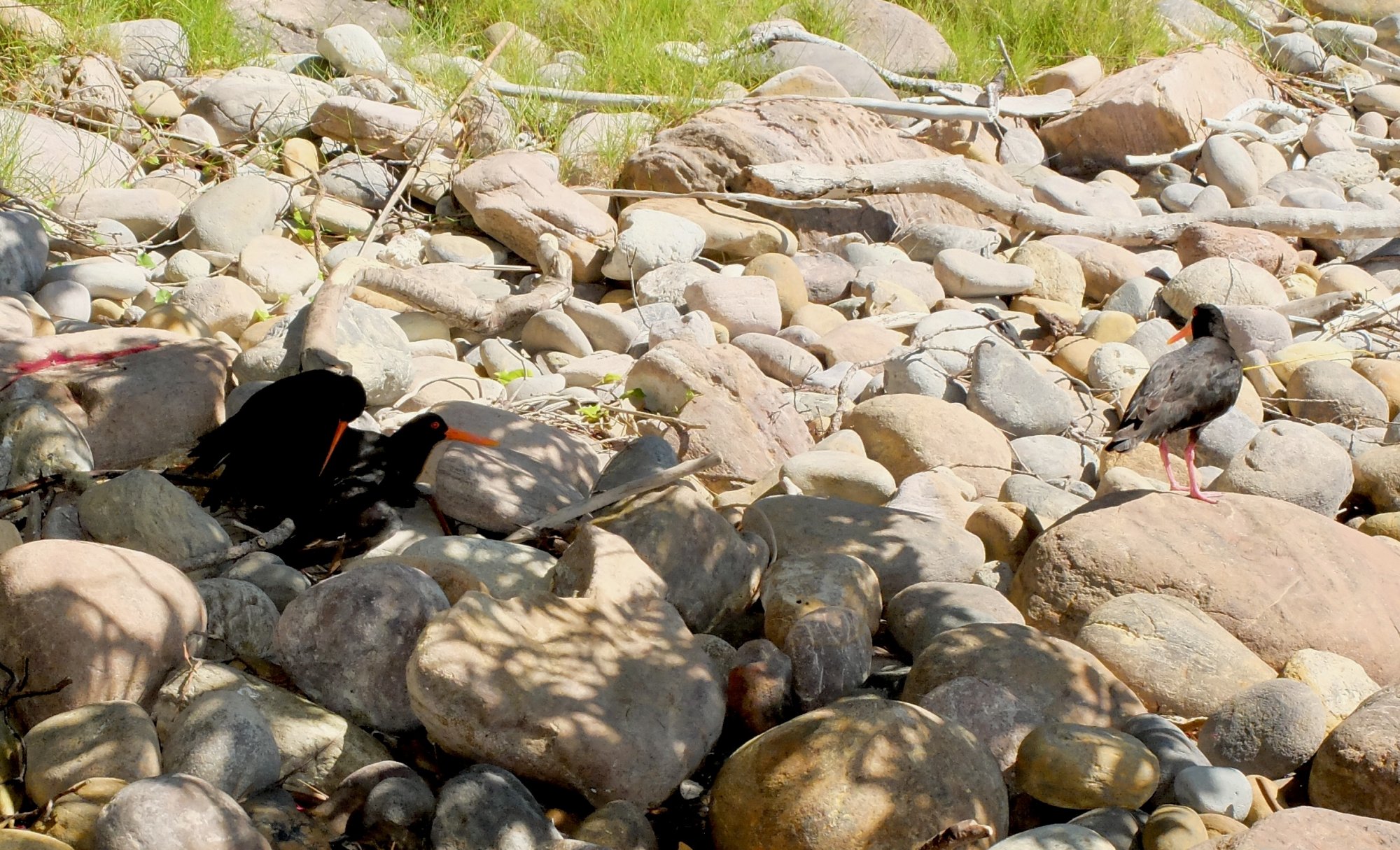 Oystercatcher porn.jpeg