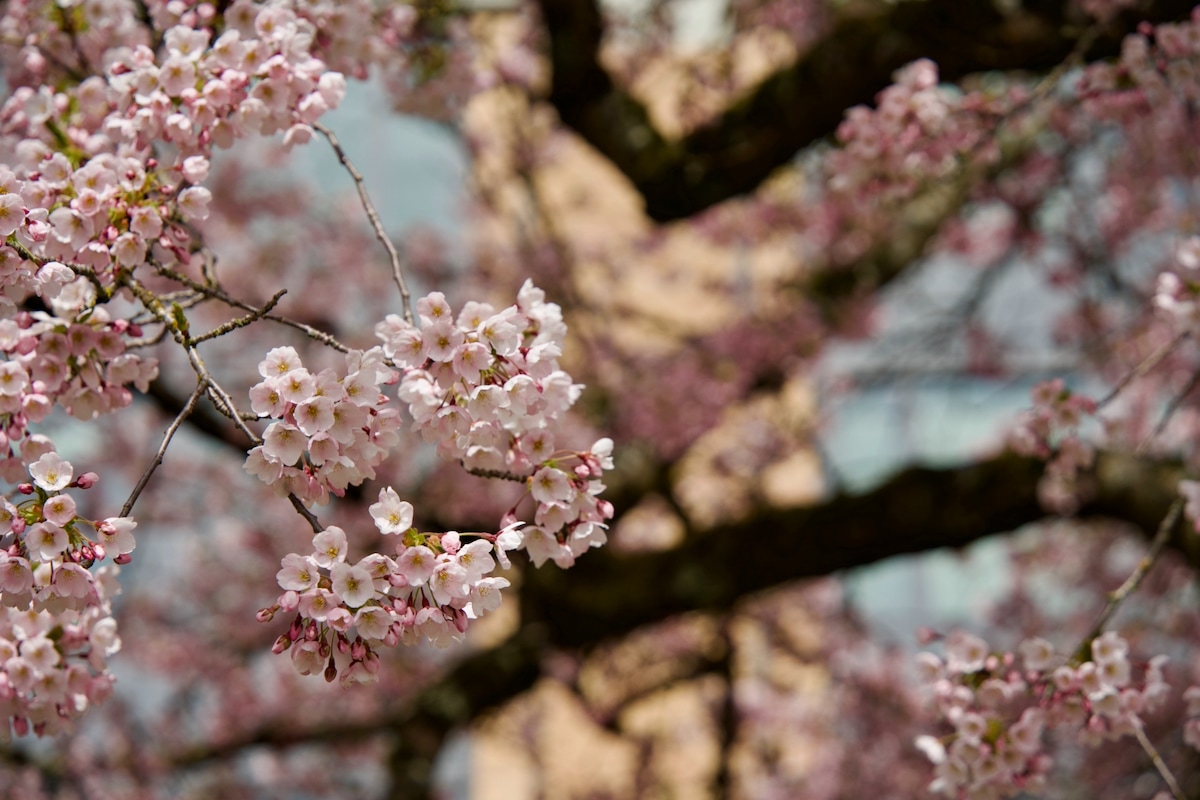 P.52 Nature branches and blossoms.jpeg