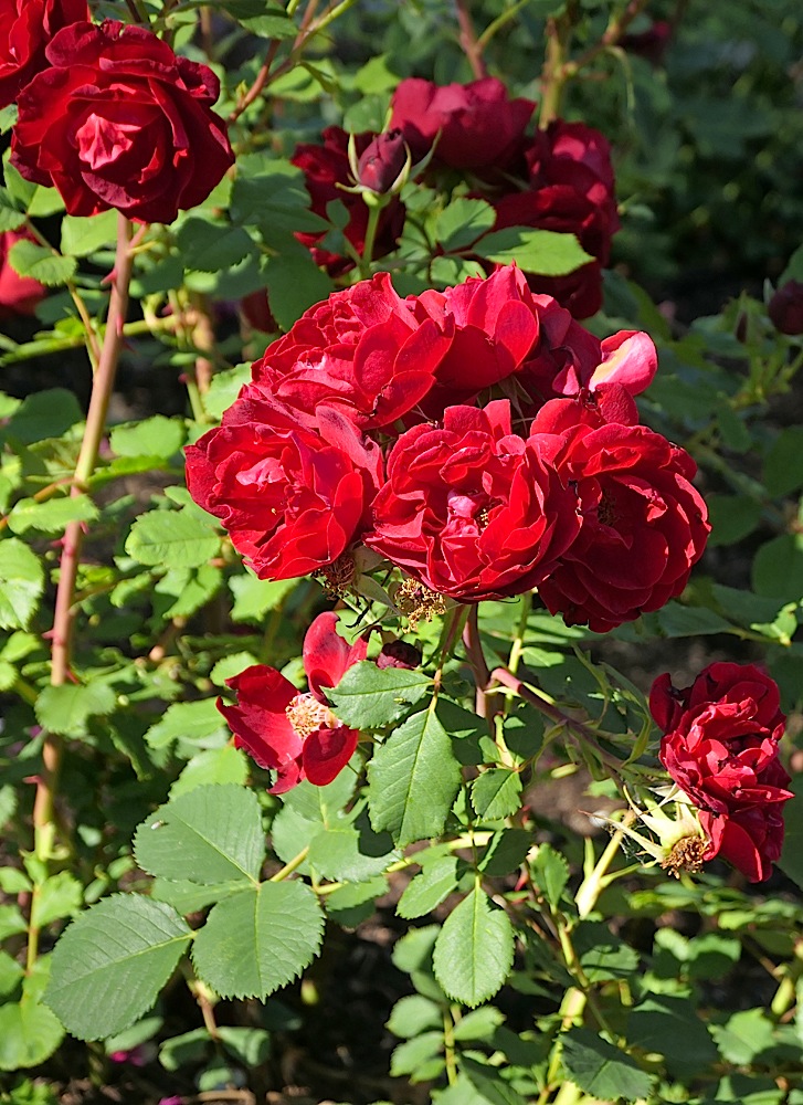 P1000048.jpg