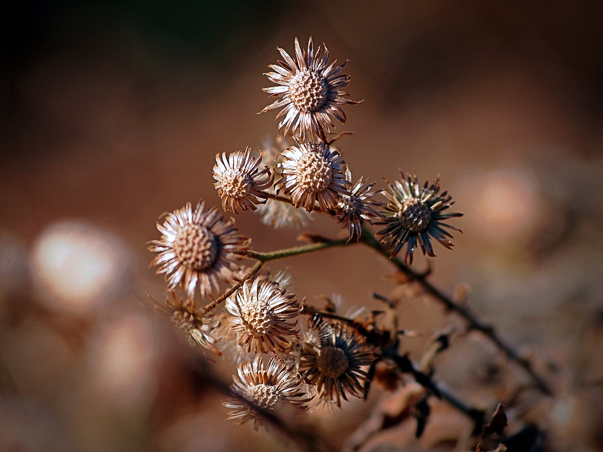 P1013810 px xv.jpg