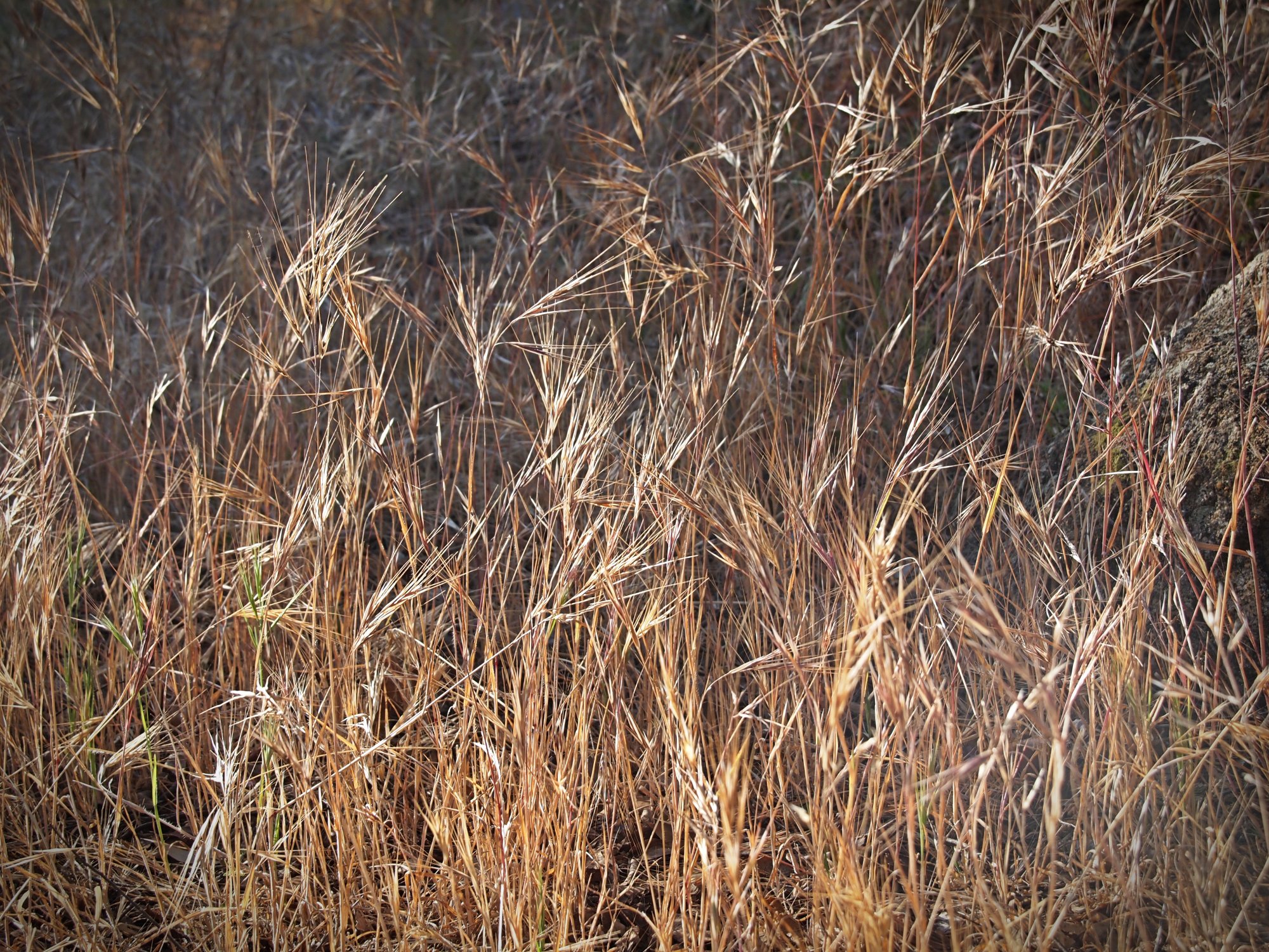 P1014316 xv.jpg