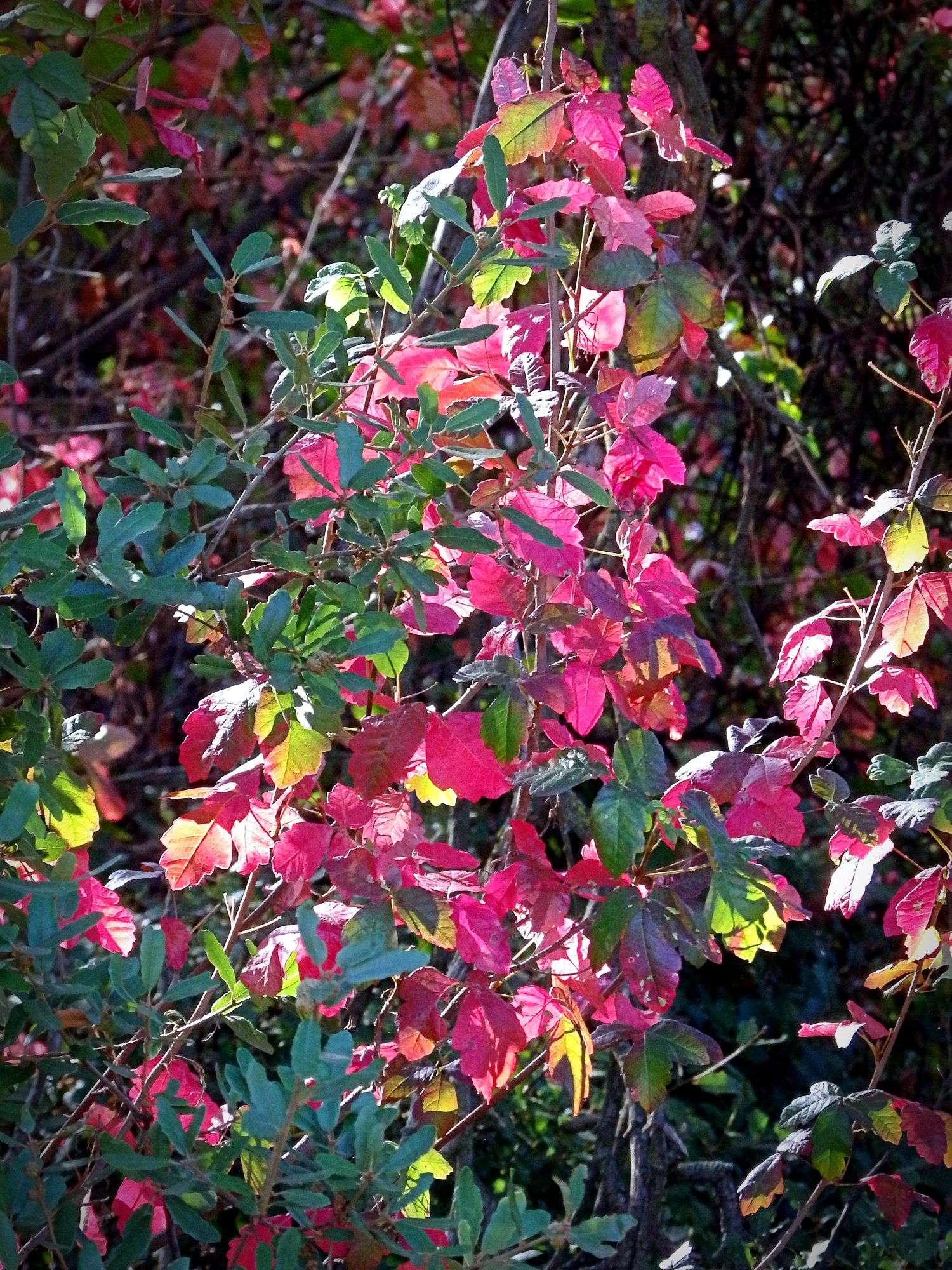 P7200014x.jpg