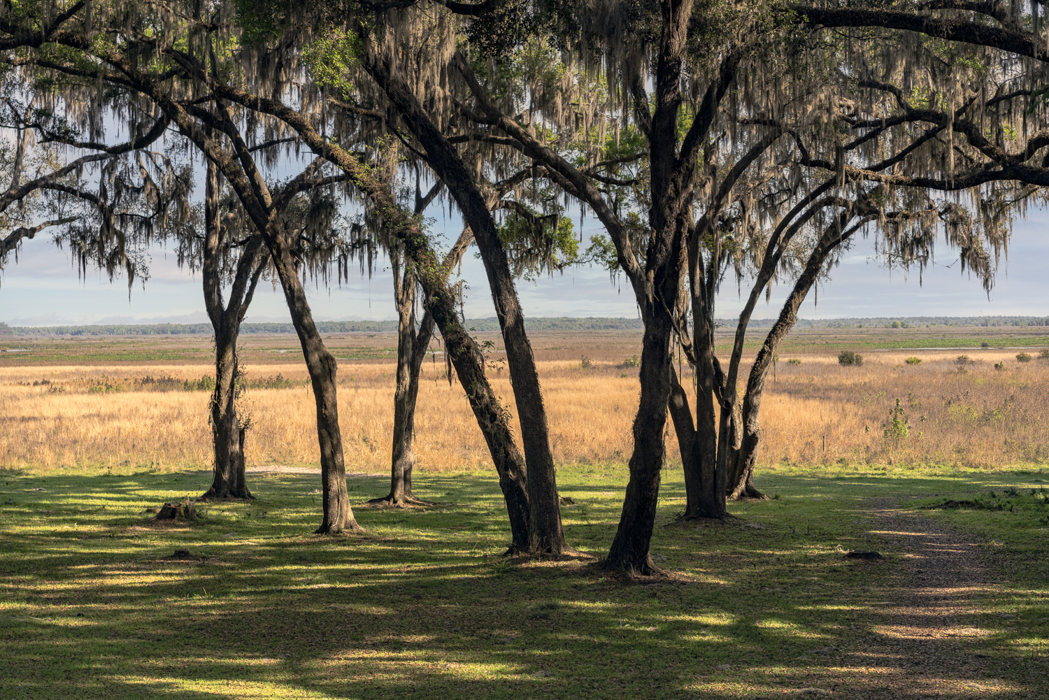 Paines Prairie 1500px-1.JPG