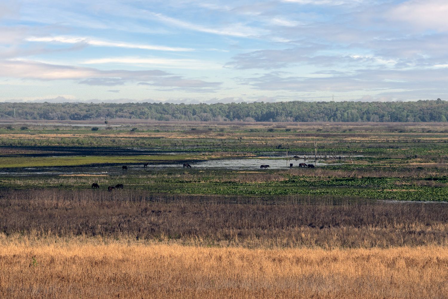 Paines Prairie 1500px-6.JPG