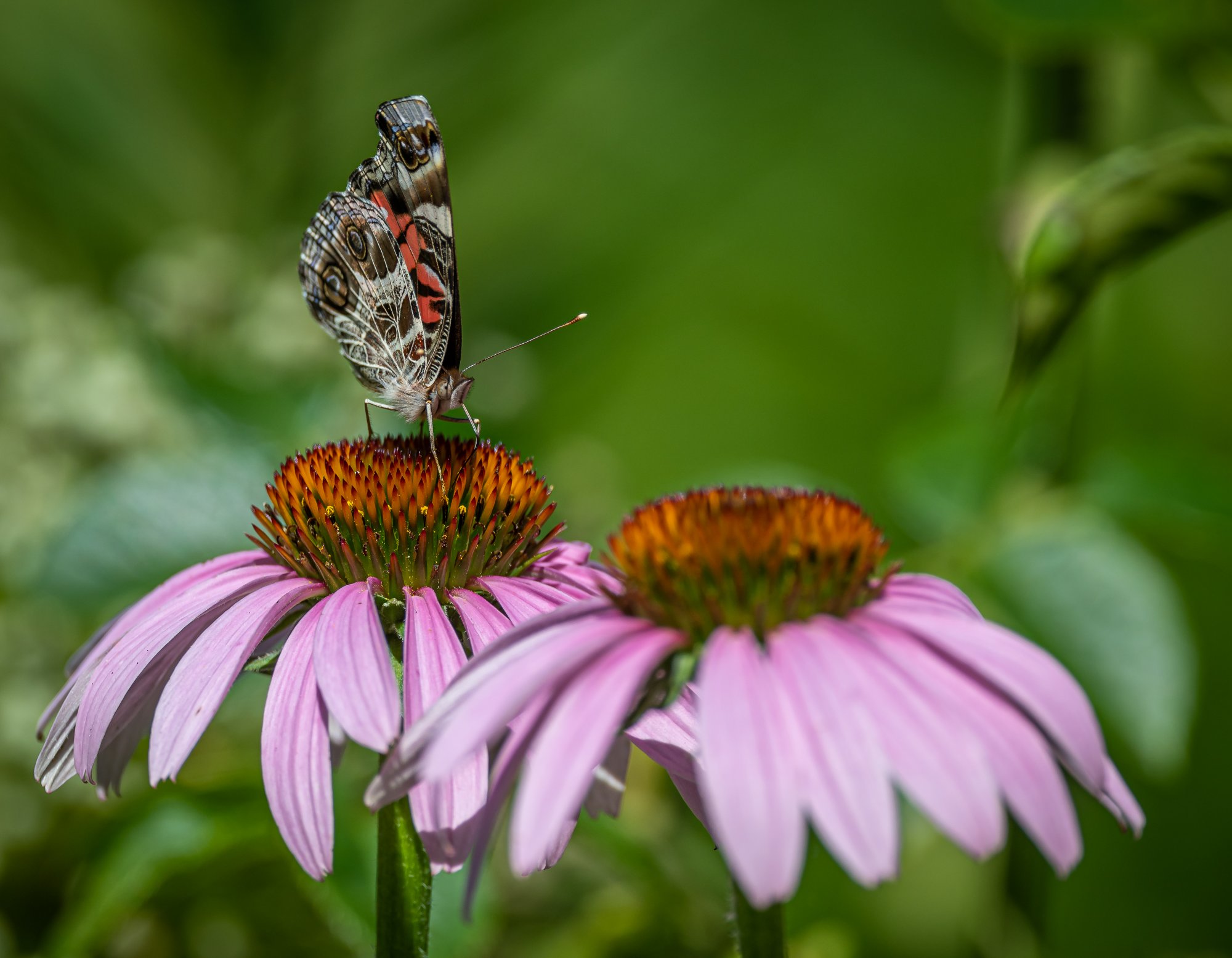 painted_lady-2.jpg