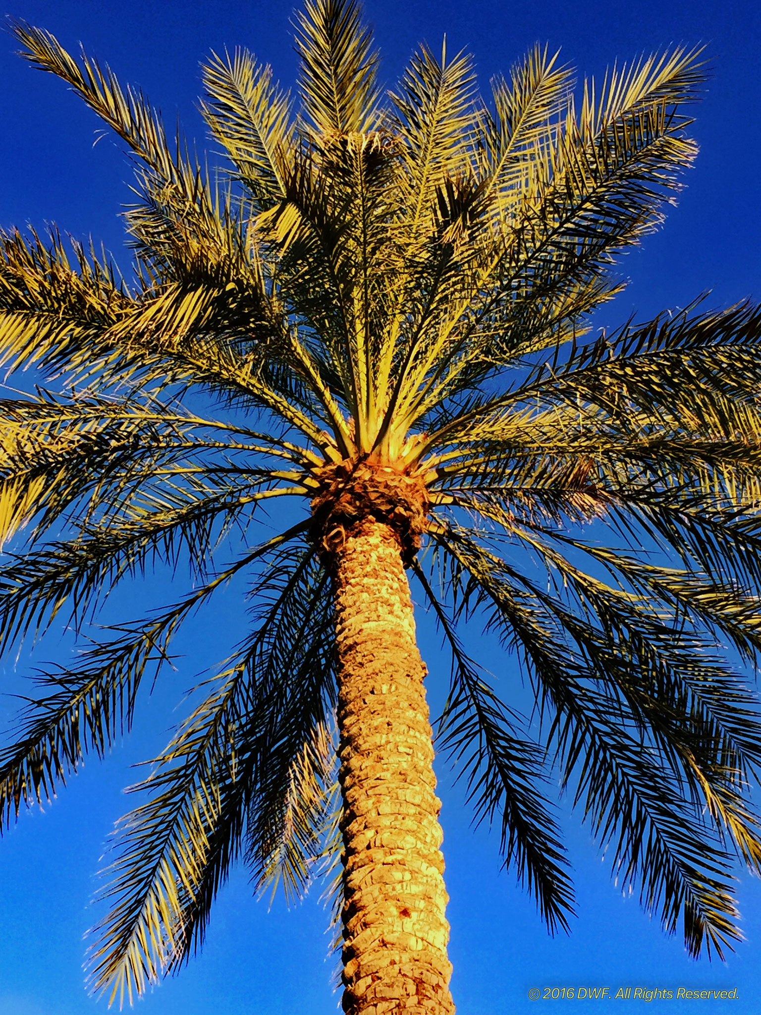 Palm Tree In The Sky.jpg