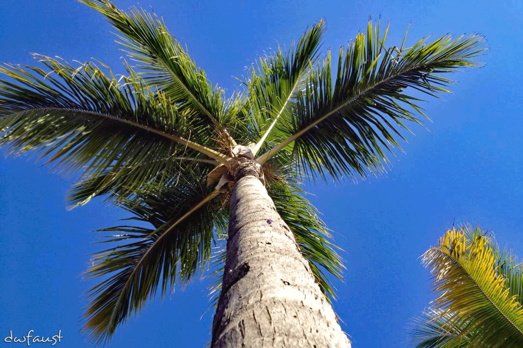 Palm-tree.png