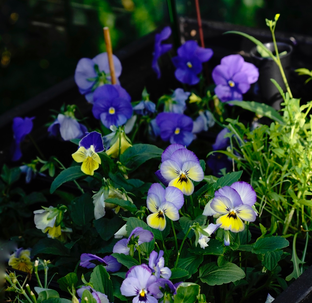 Pansies 5.jpg