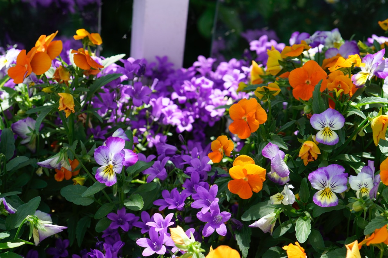 pansies and campanulas.jpg