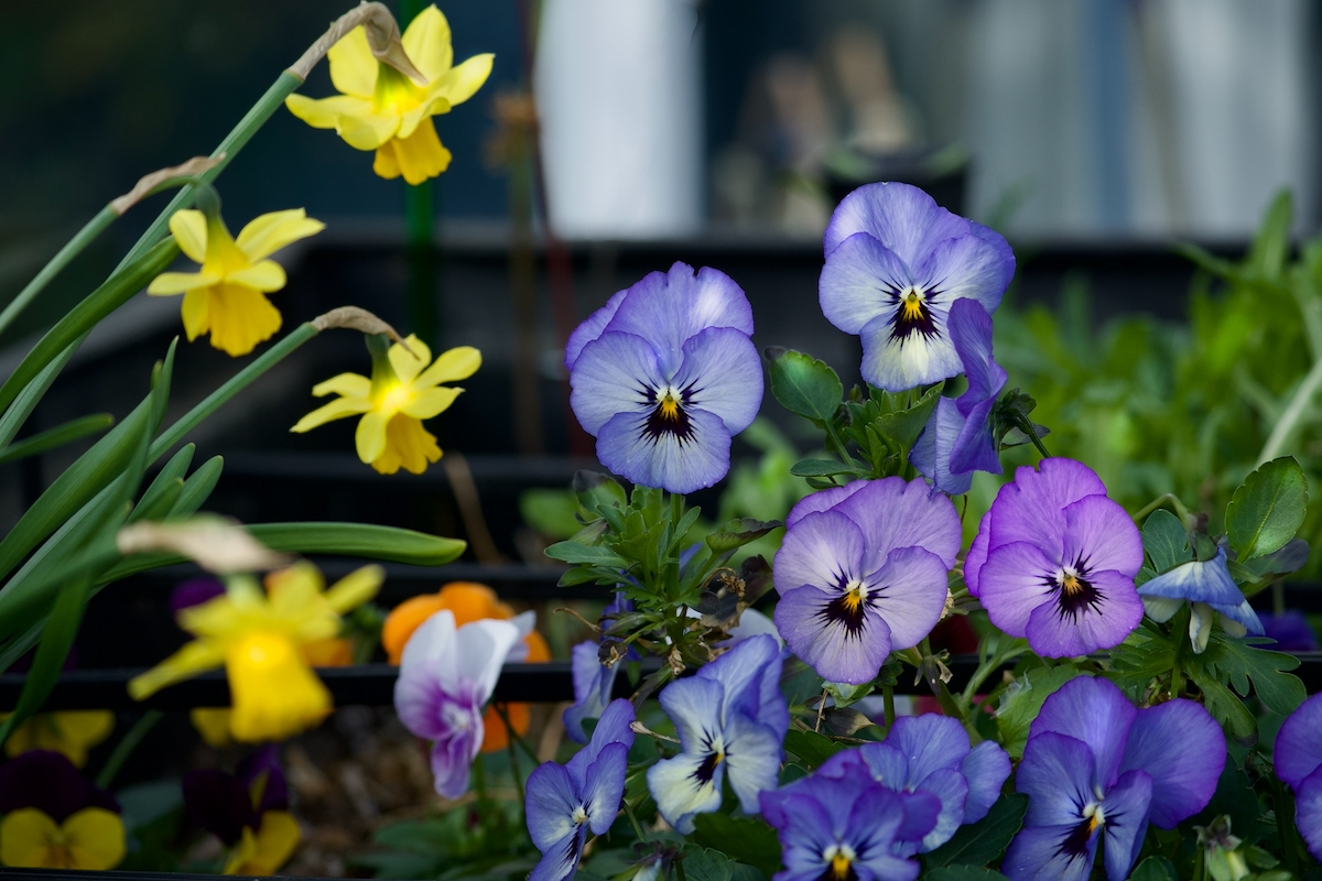 Pansies.jpeg