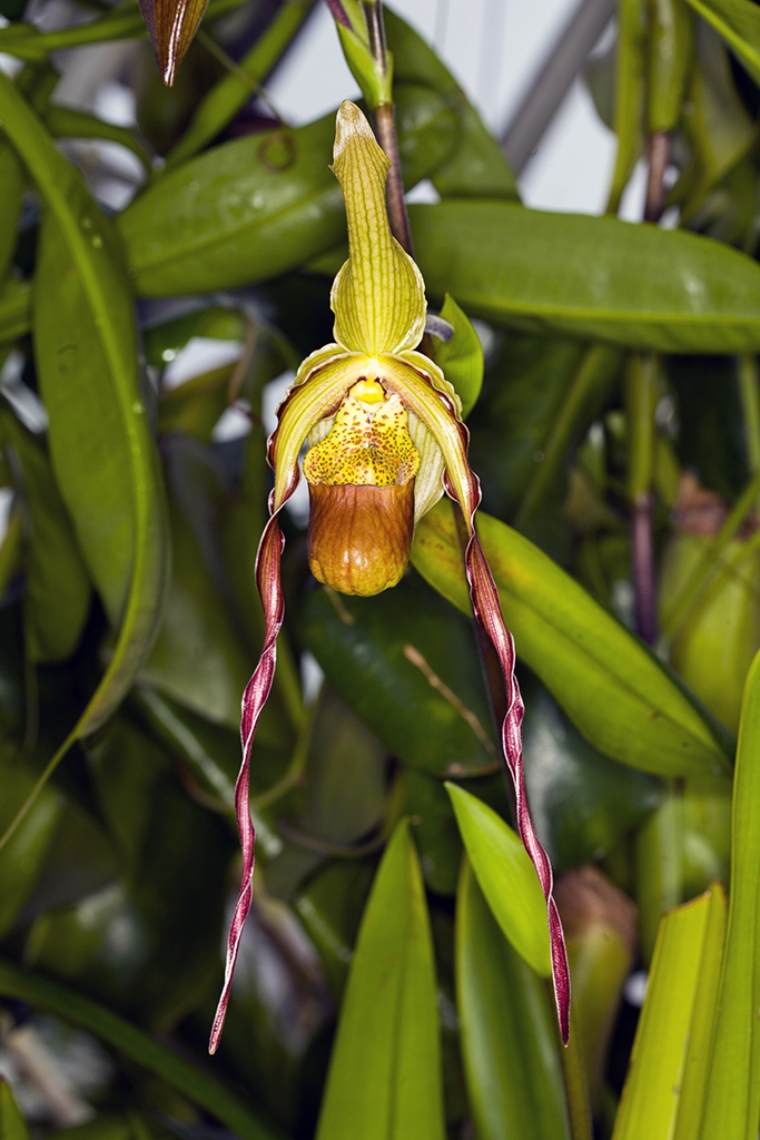 paph11024.jpg