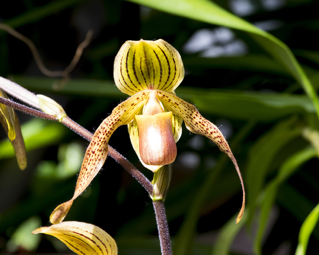 paph1_11024.jpg