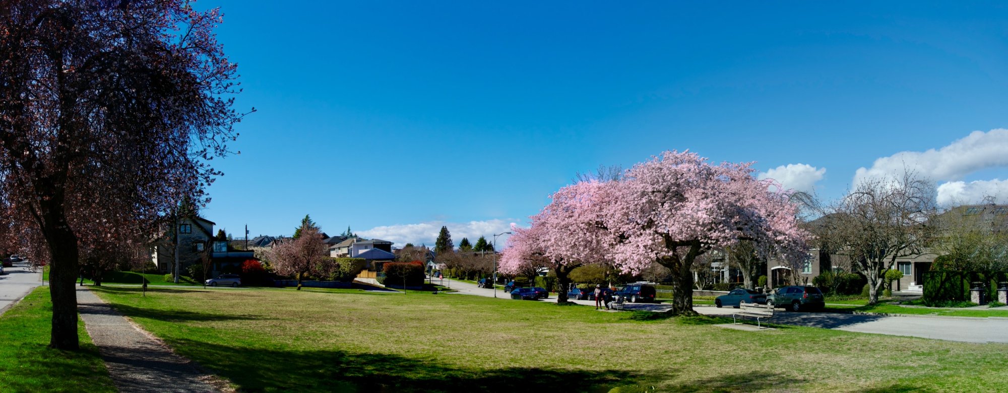 Park panorama.jpeg