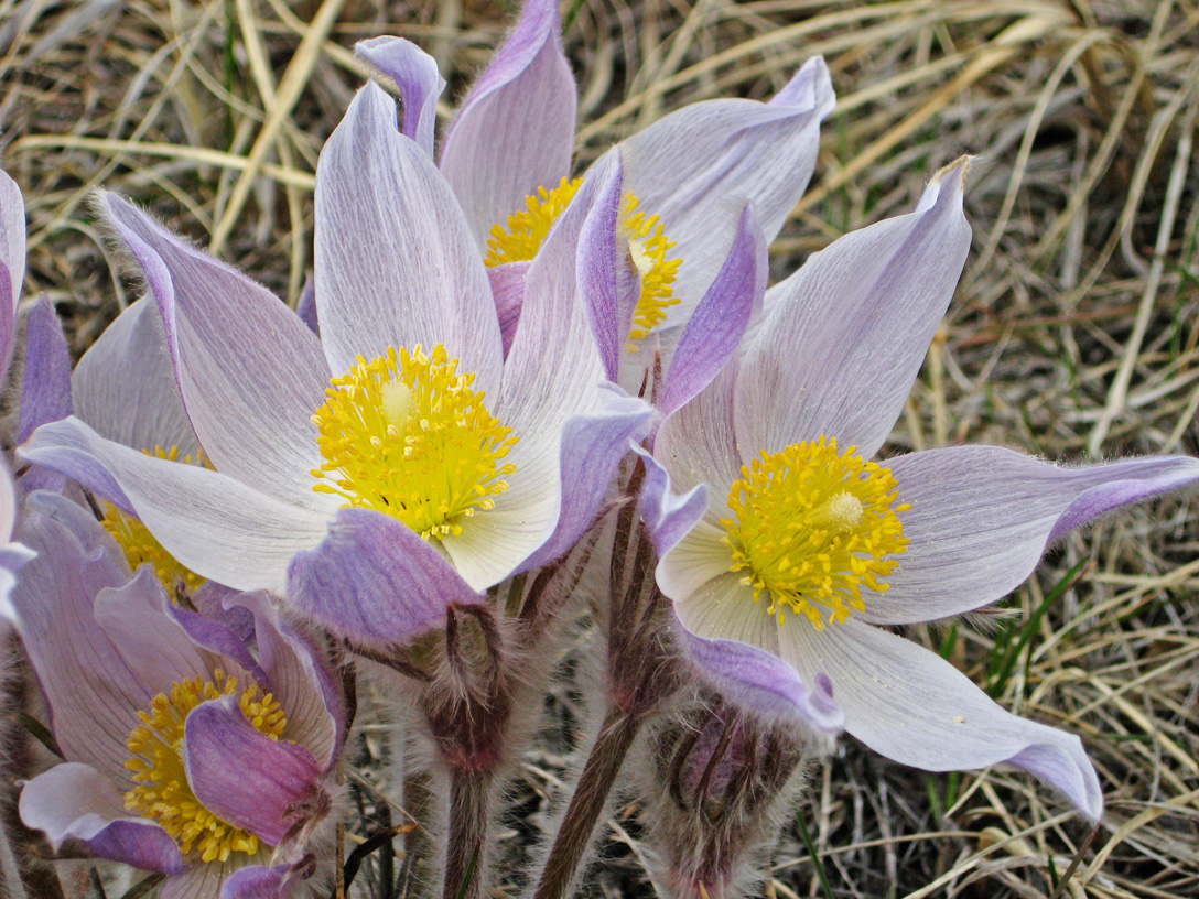 PasqueFlowers_1.jpg