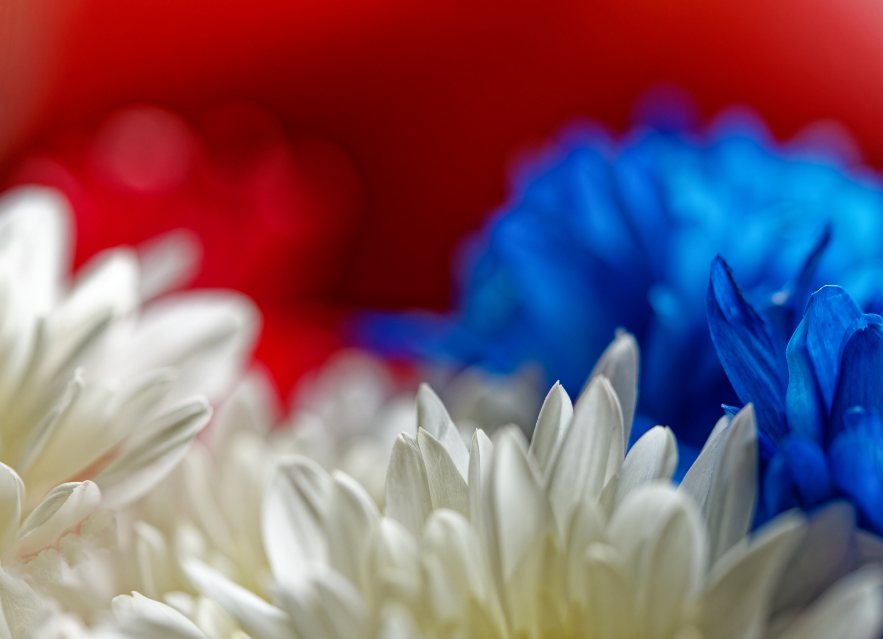 Patriotic Flowers.jpeg