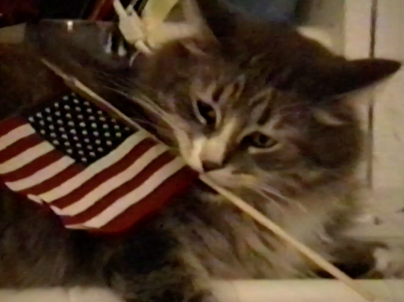 Patriotic Gus.png