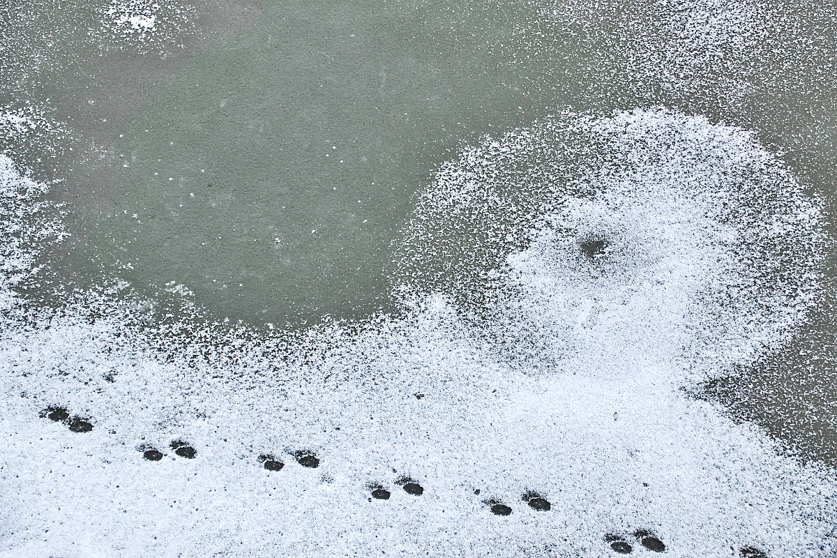 Patterns in the Ice and Snow.jpg