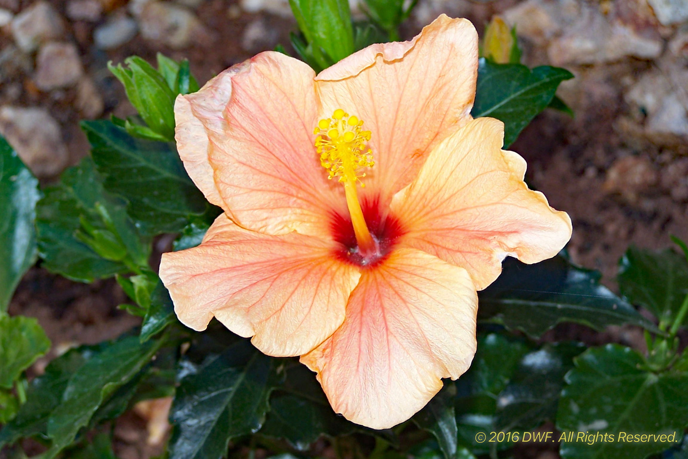 Peach-Hibiscus.jpg