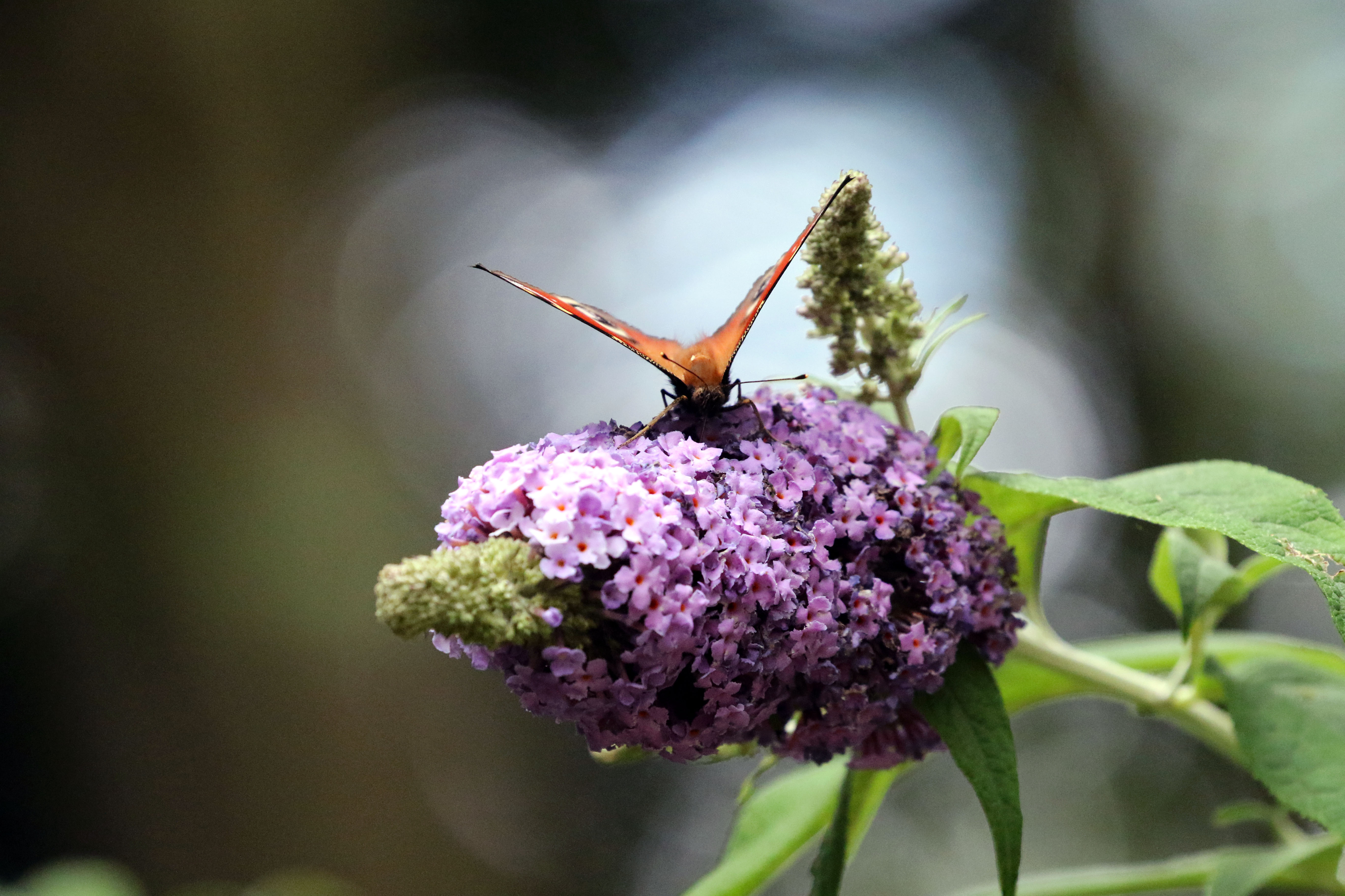 Peacock-Buterfly.jpg