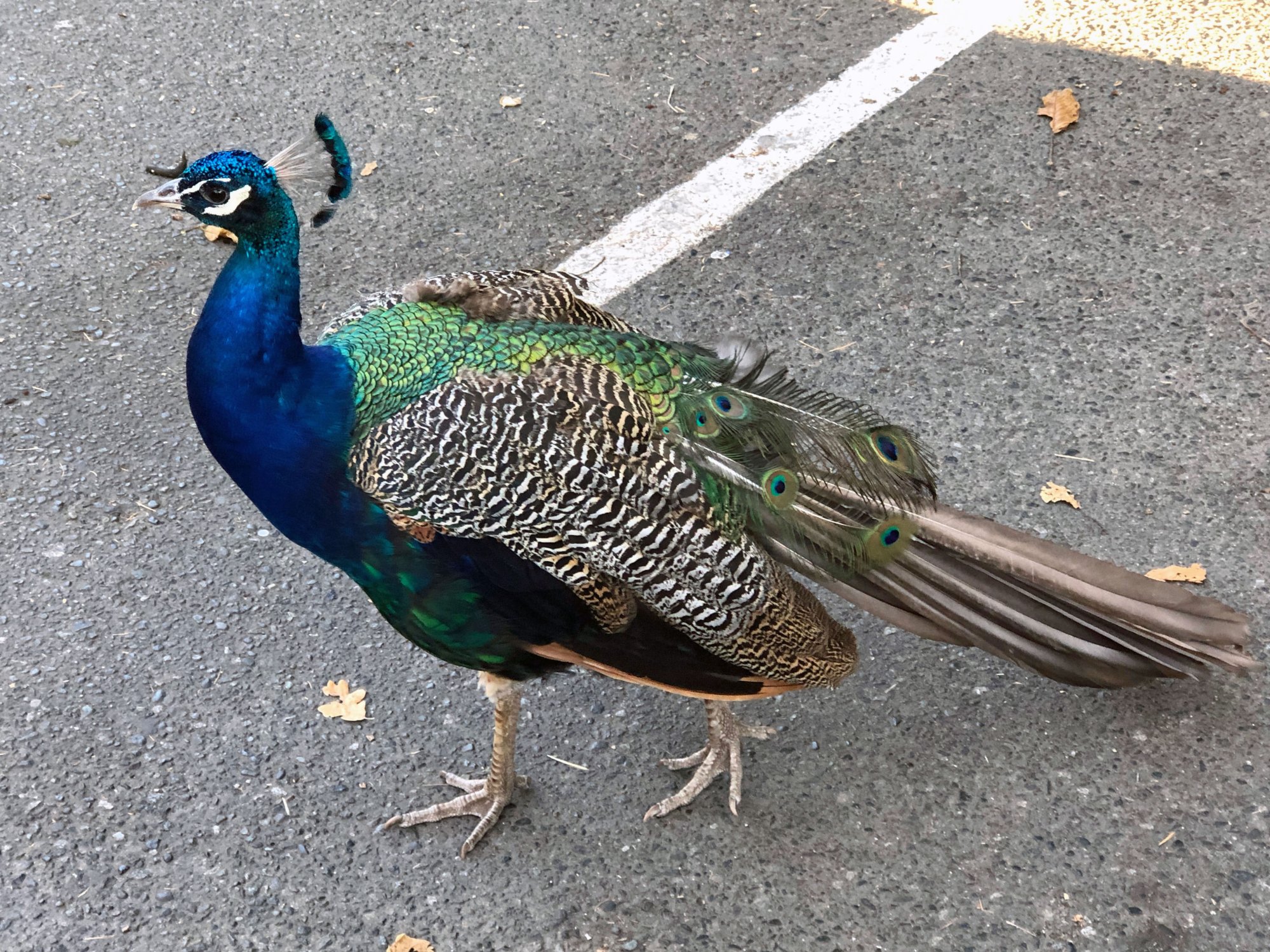 peacock.jpg