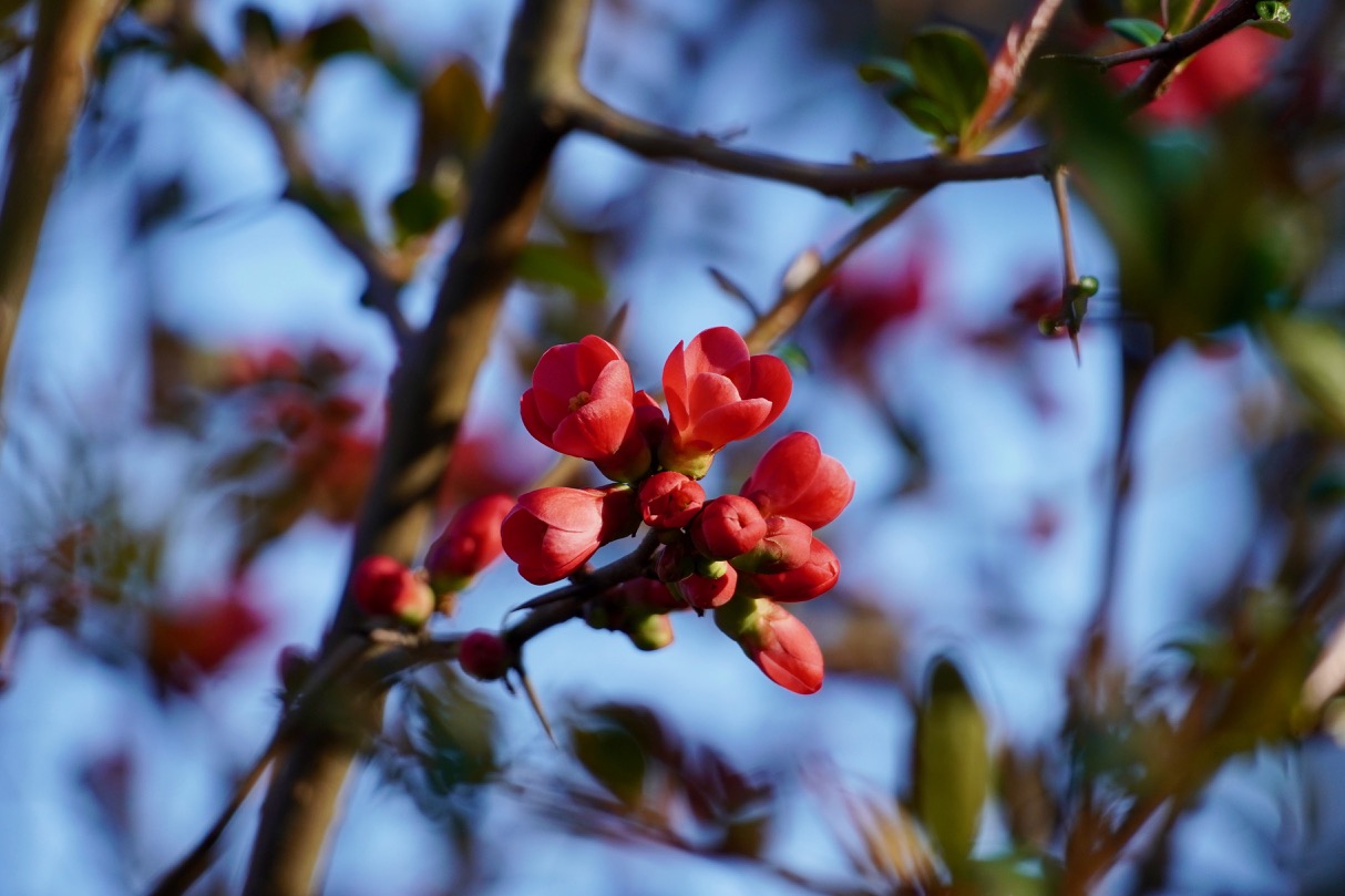 Pear blossom.jpg