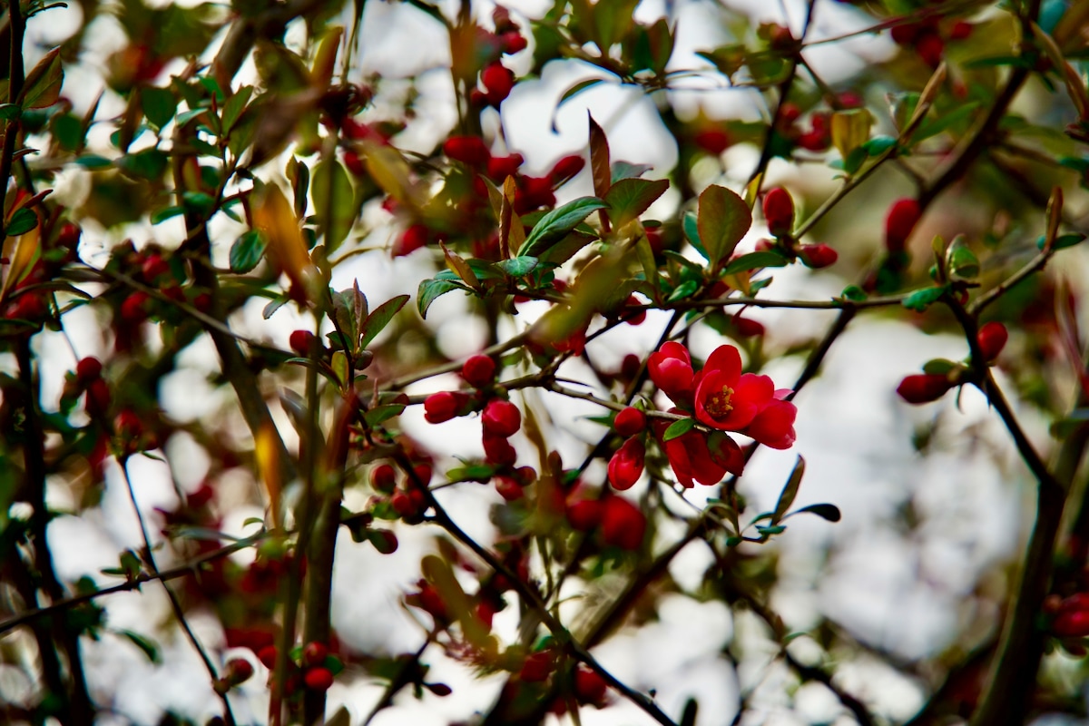 Pear blossoms.jpeg