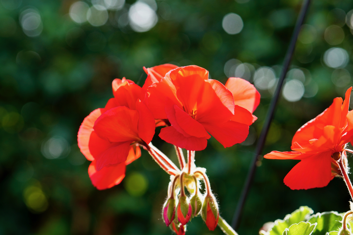 Pelargonium red.jpg