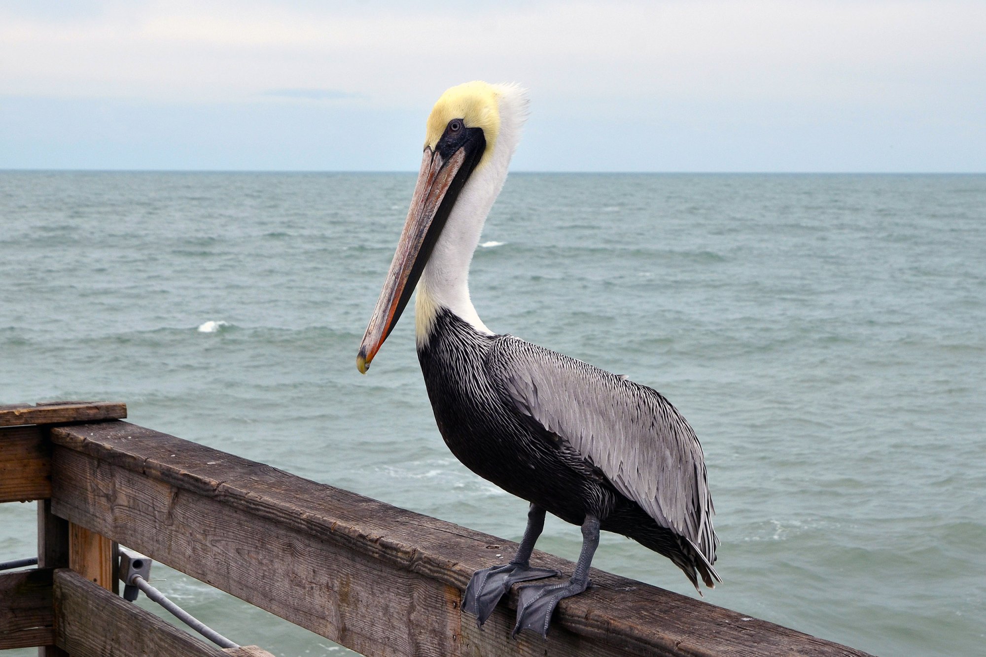 Pelican 2500px.jpg