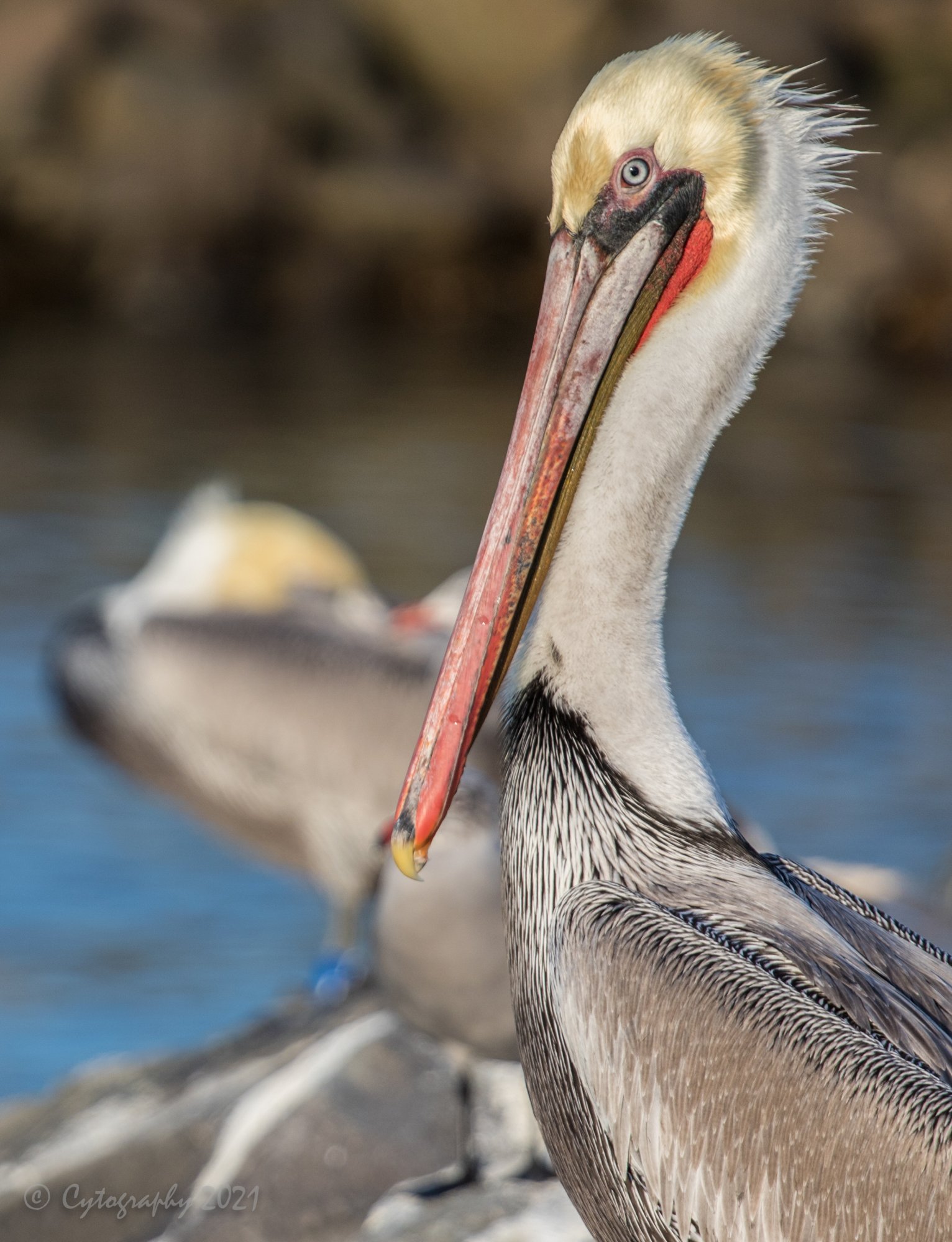 Pelican-crop.jpg