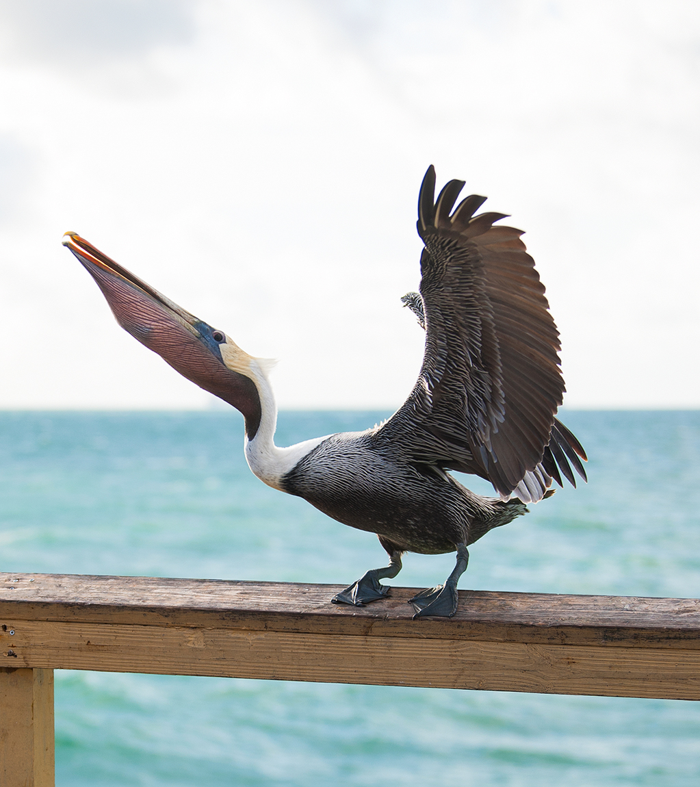 pelican with meal.jpg