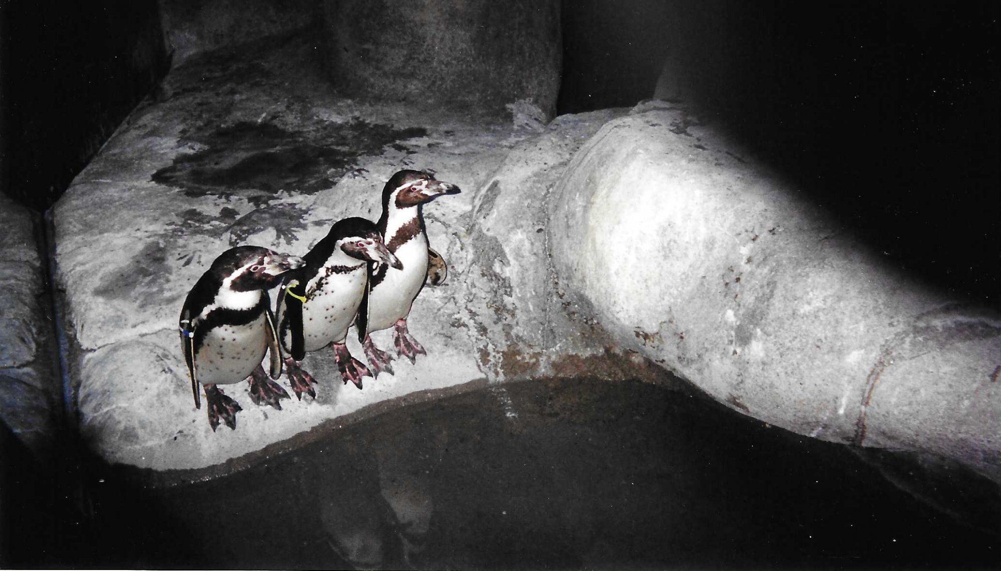 Penguins standing around 4.jpeg