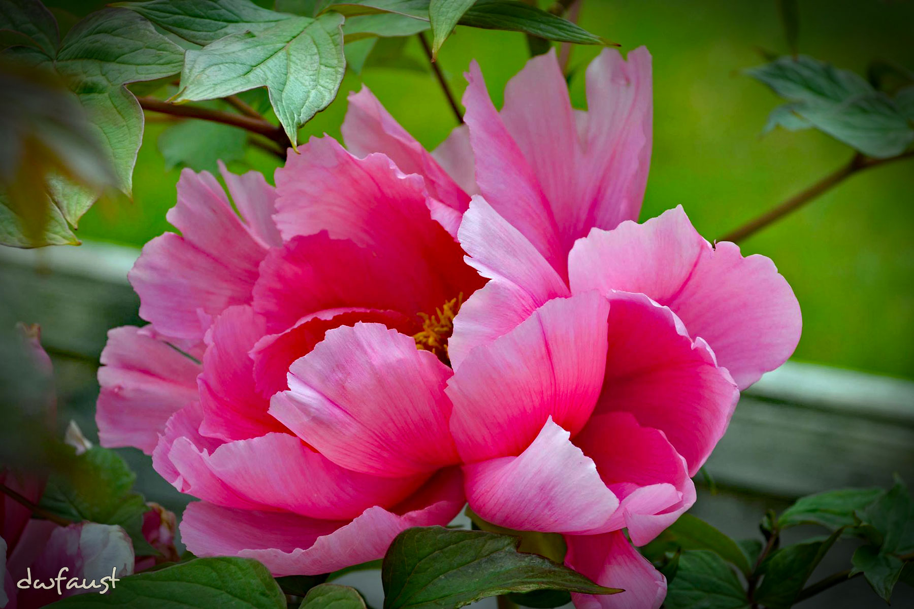 peony-blooms.jpg