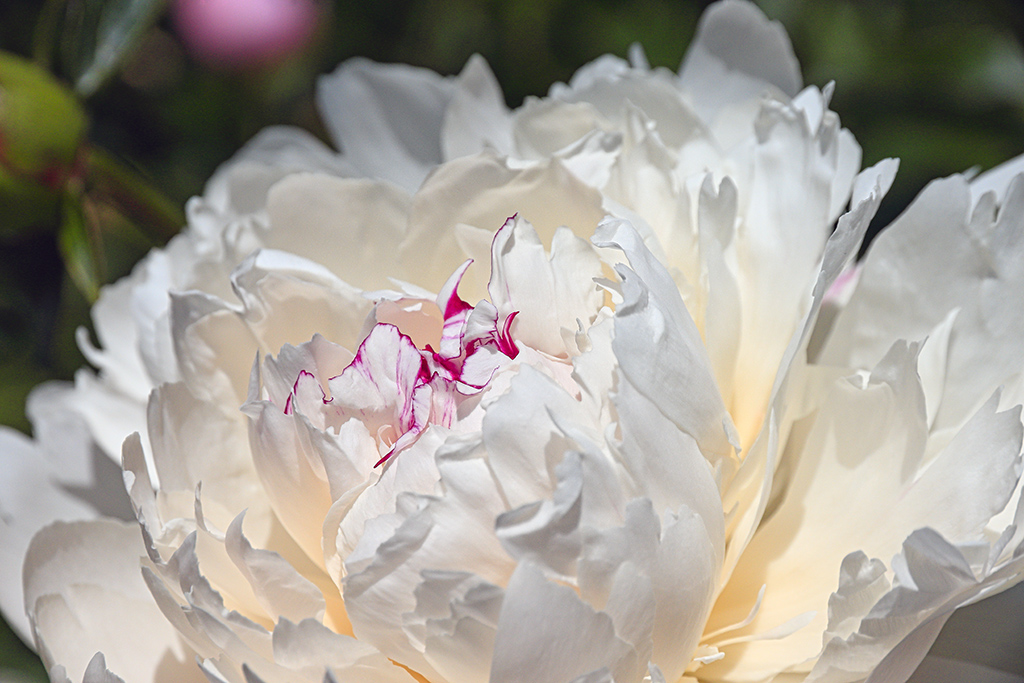 peony11024.jpg