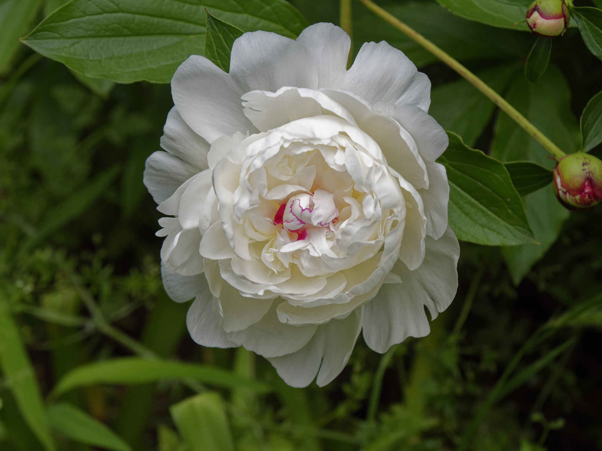 peony22k.jpg