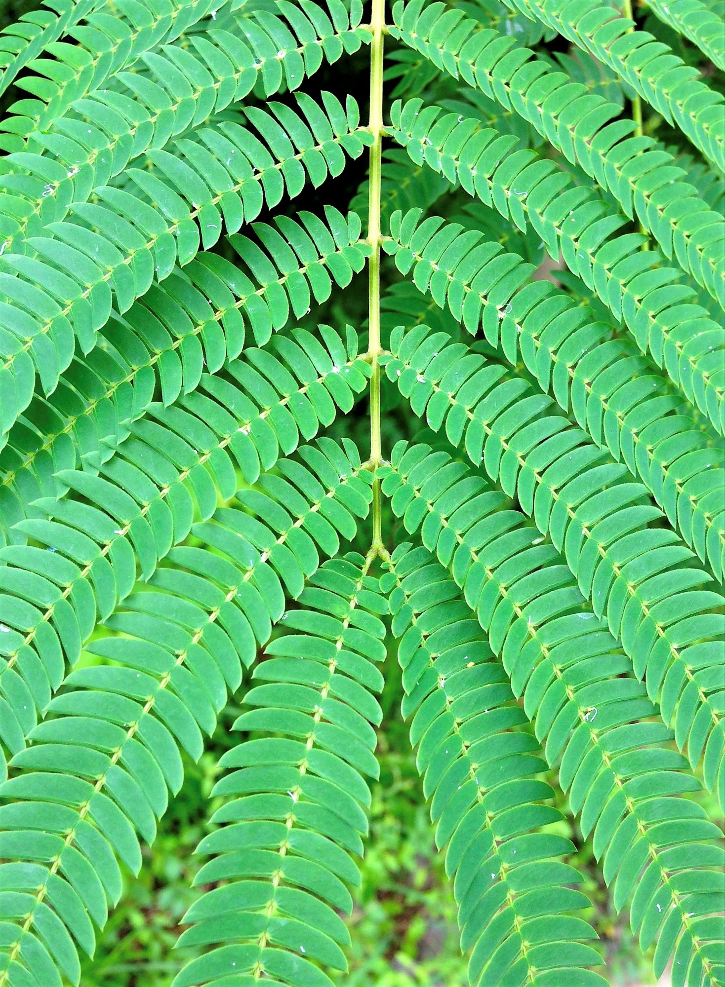 Persian Silk Tree.jpg