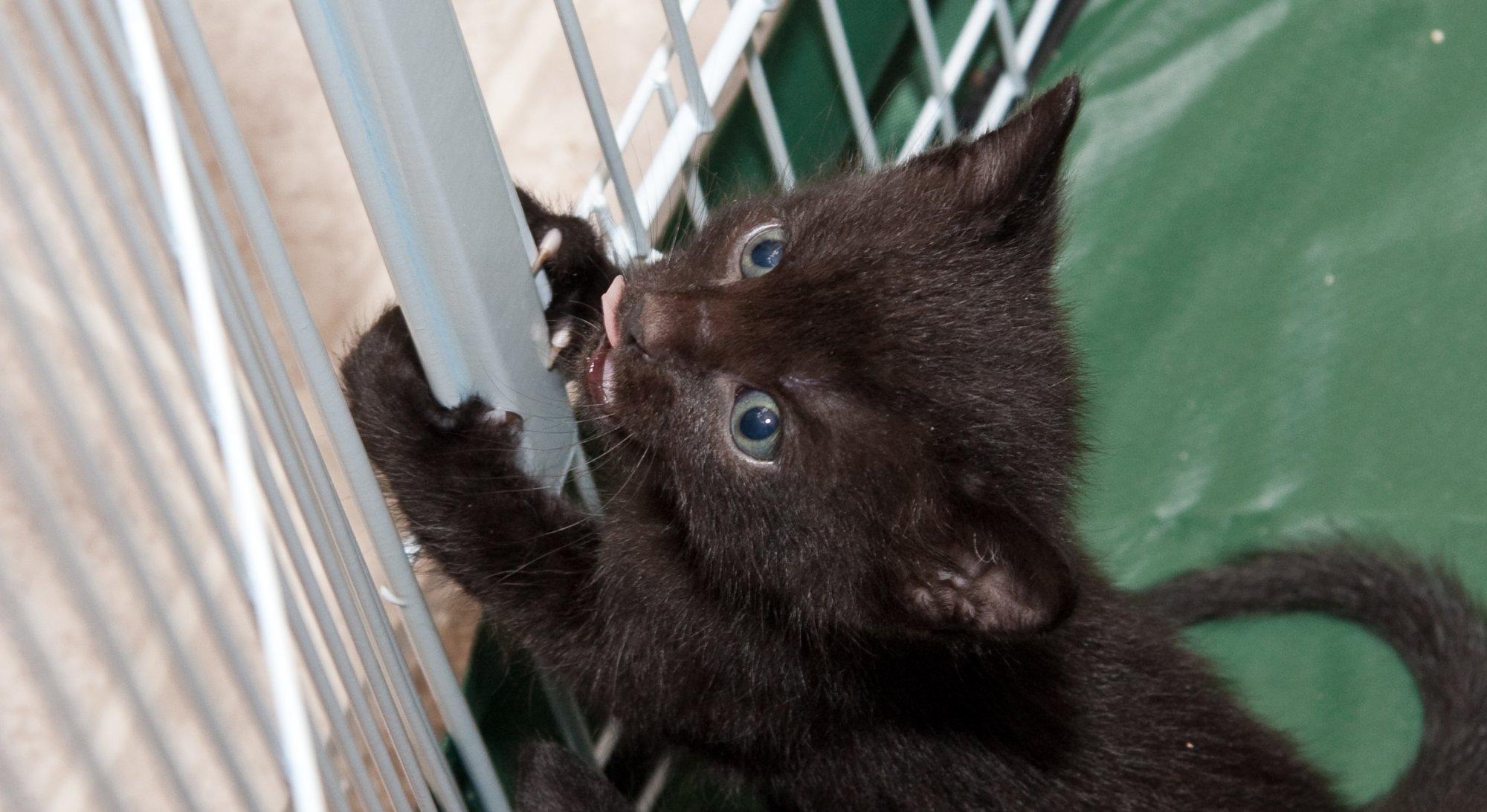Pet_IMG_3923.jpg