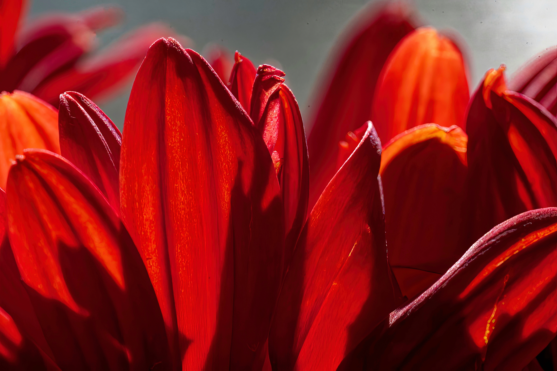 Petals in the Sun.jpeg