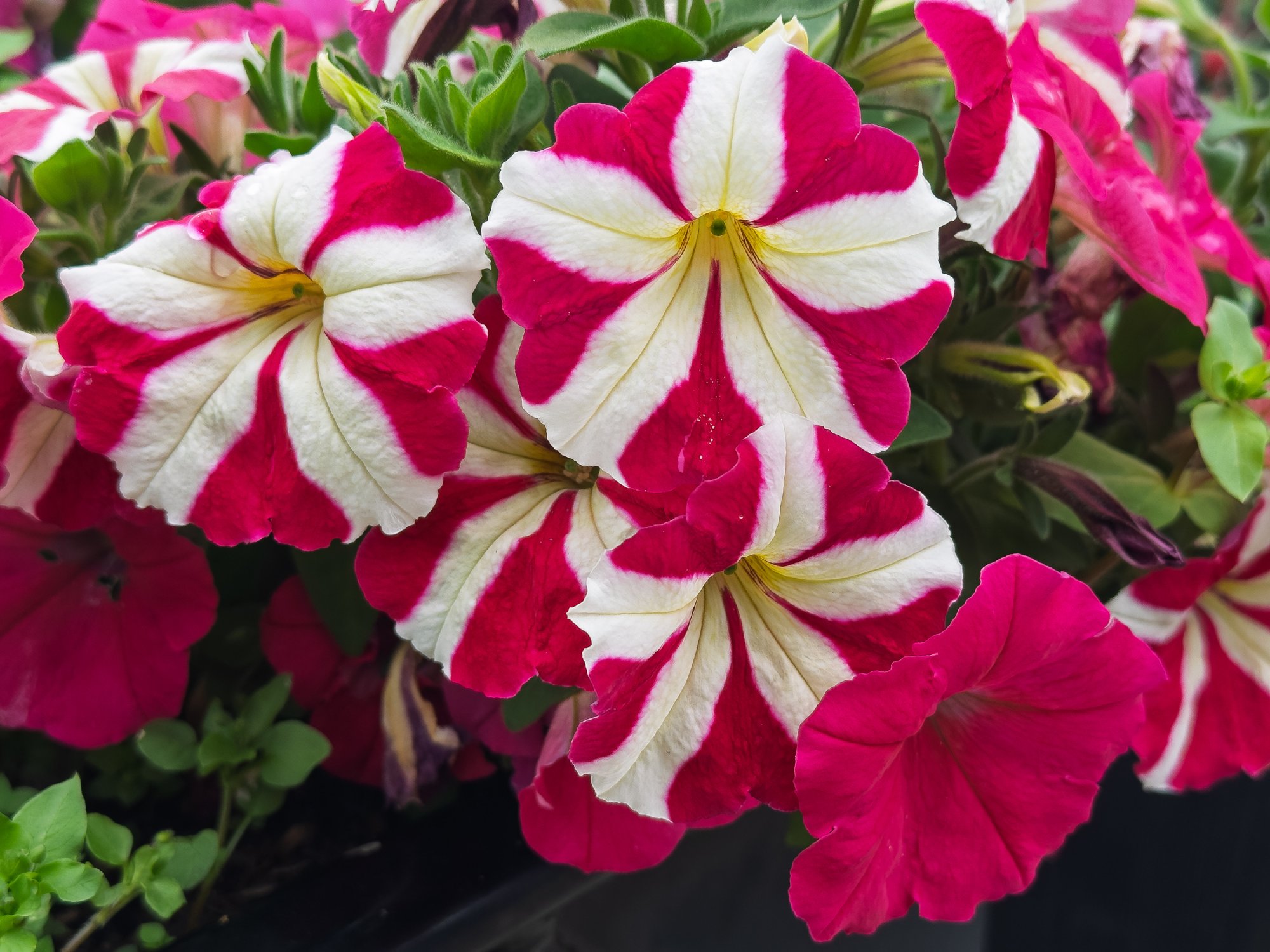 Petunia20250717.jpg