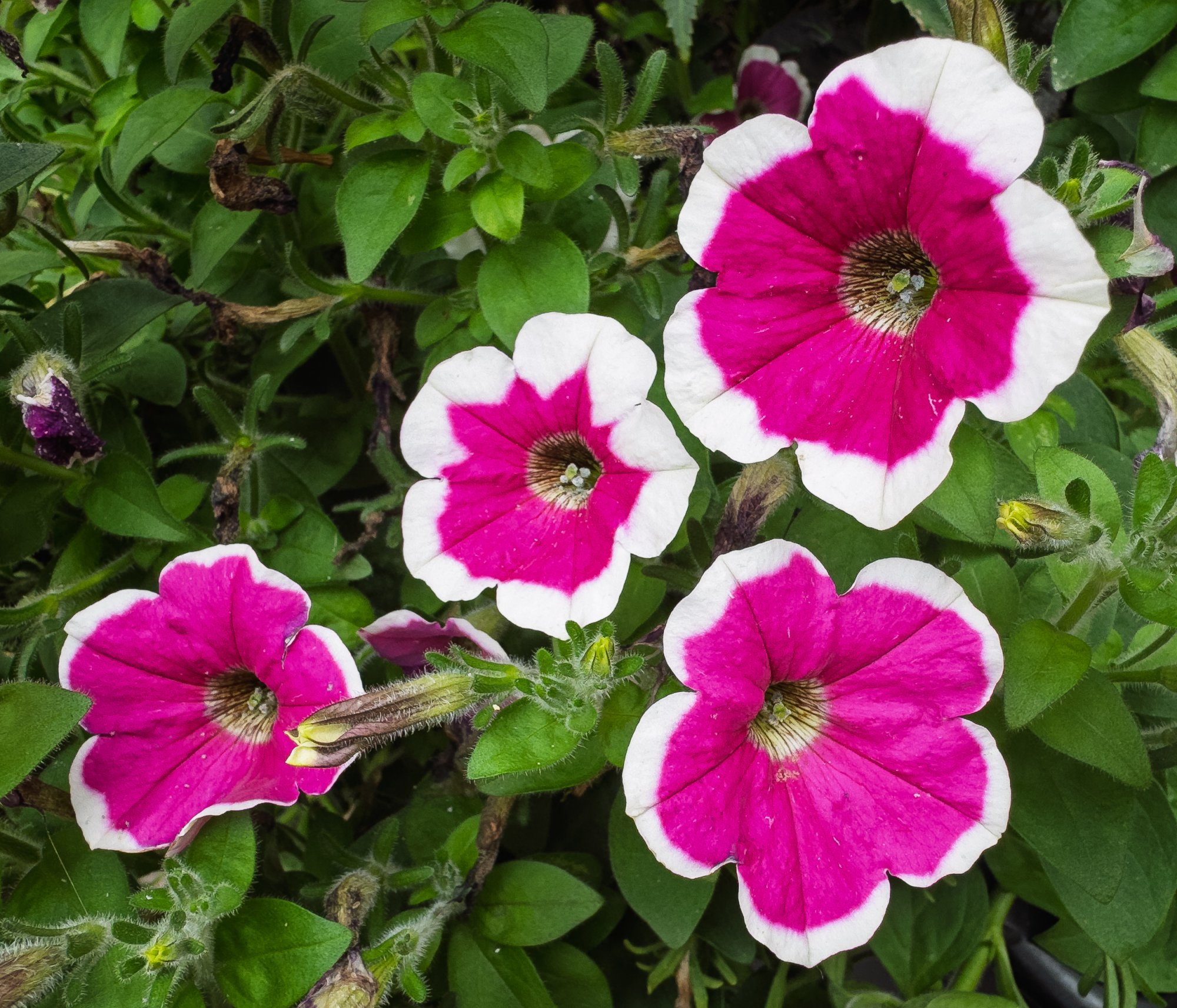 Petunia20250723.jpg