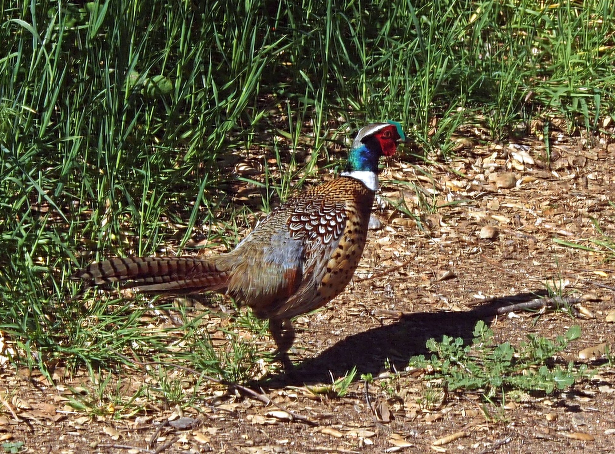 pheasant 2x.jpg